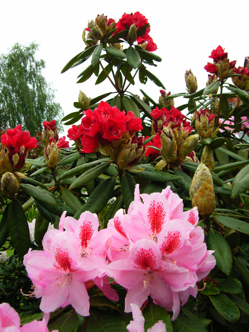 roter und rosa Rhododendron erblühen