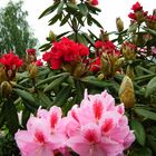 roter und rosa Rhododendron erblühen