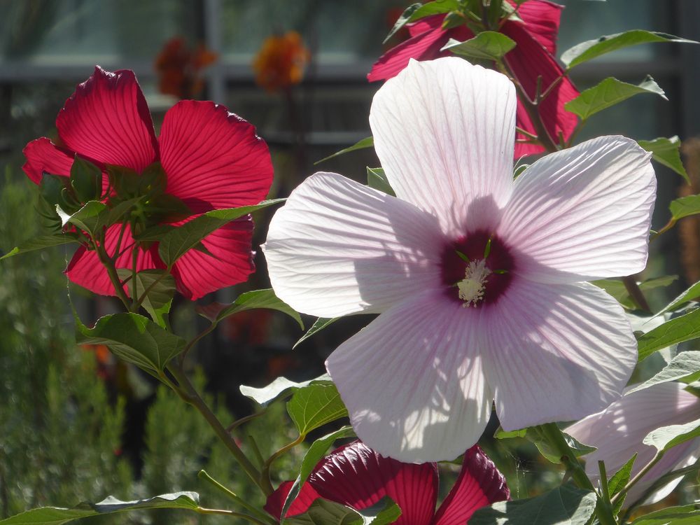 roter und weiß-rosa Stauden-Hibiscus