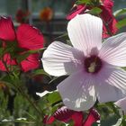 roter und weiß-rosa Stauden-Hibiscus