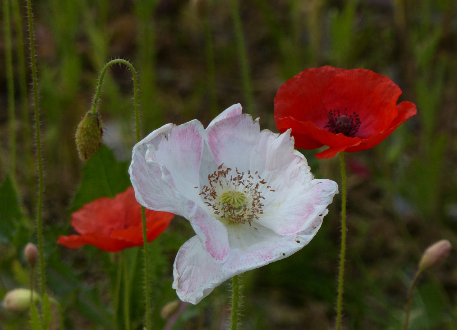 roter und weißer Klatschmohn