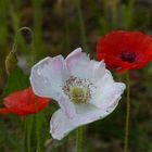 roter und weißer Klatschmohn