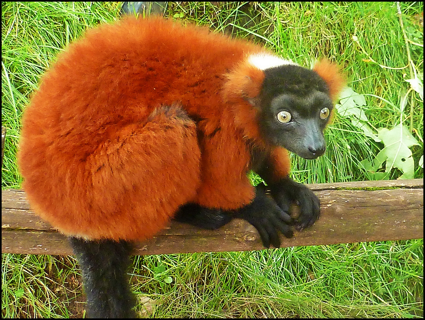 Roter Vari Foto & Bild | tiere, zoo, wildpark & falknerei, säugetiere ...