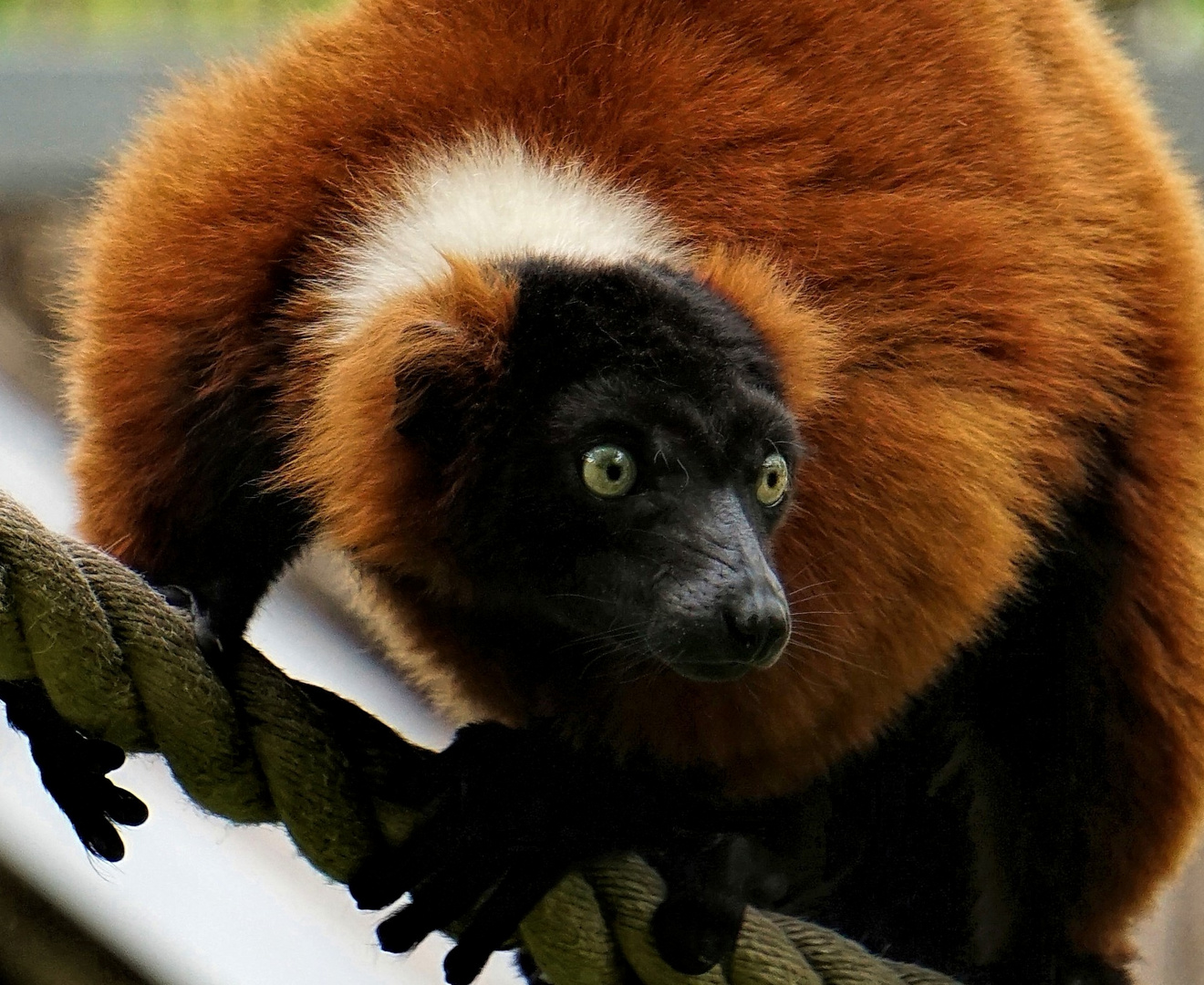Roter Vari Foto & Bild fun, zoom, zoo Bilder auf