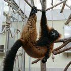 Roter Vari im Kölner Zoo