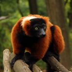 Roter Vari in der ZOOM Erlebniswelt, Gelsenkirchen