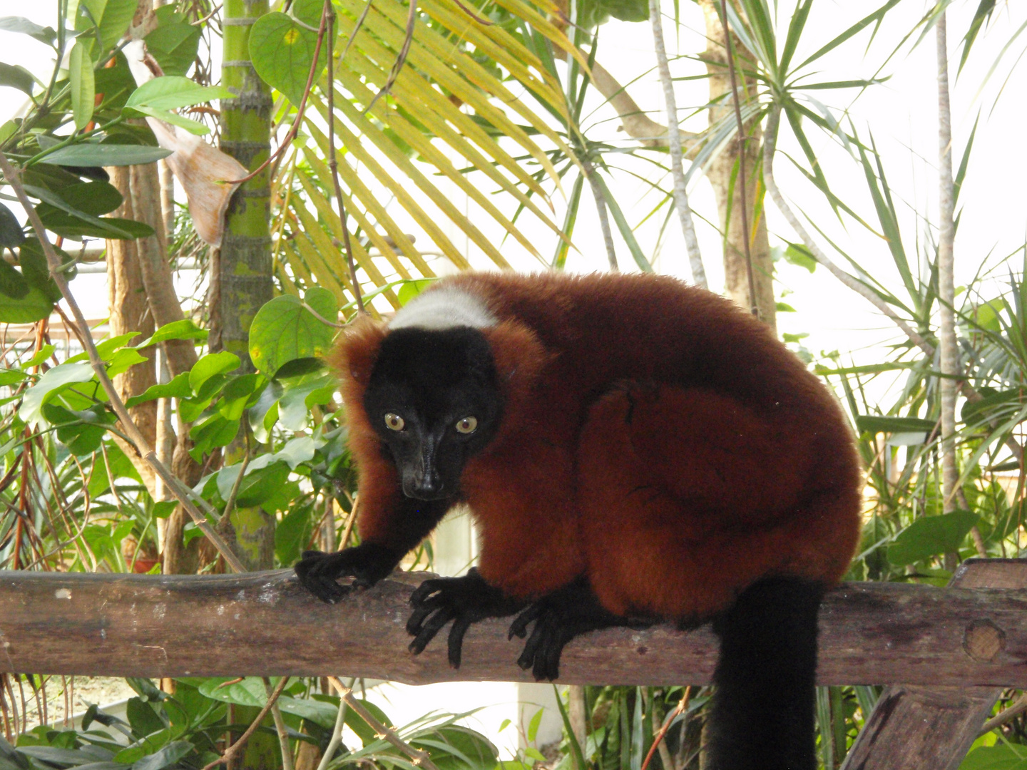 Roter Vari (Varecia variegata rubra)