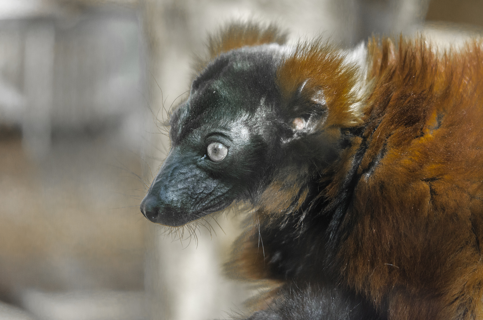 Roter Vari (Zoo Duisburg)