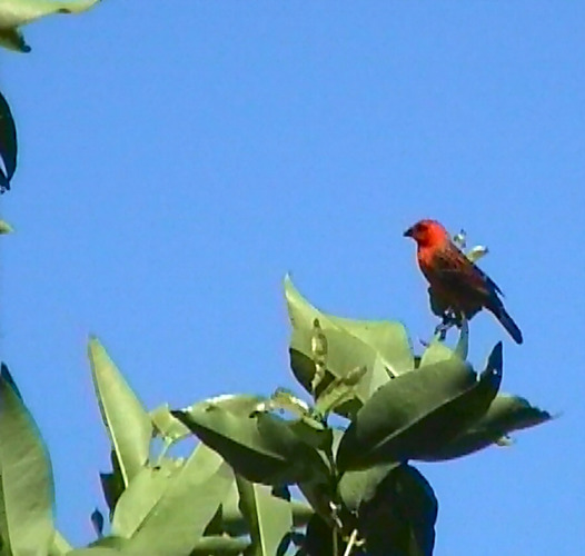 Roter Vogel auf Mauritius