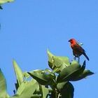 Roter Vogel auf Mauritius