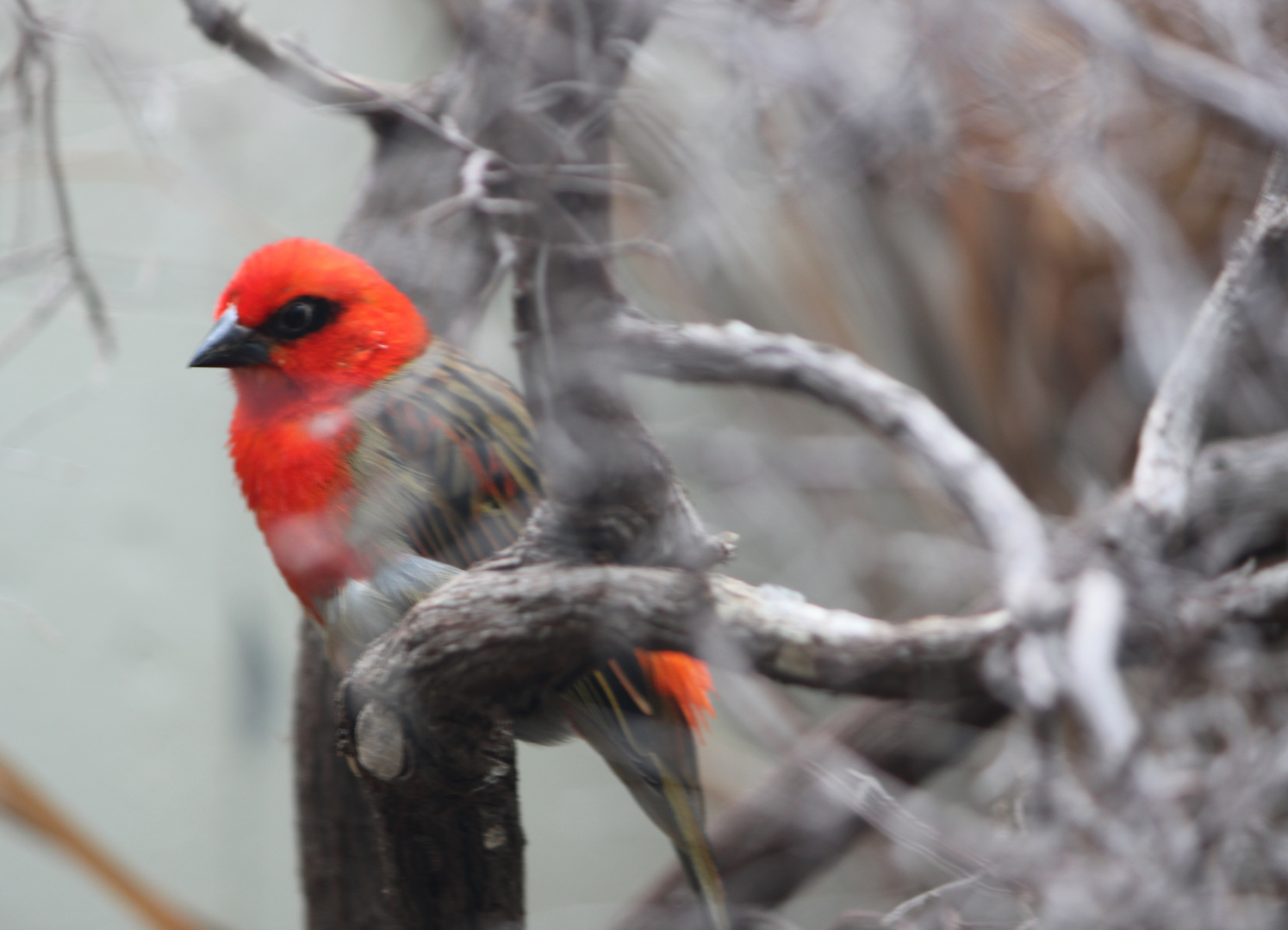 roter Vogel