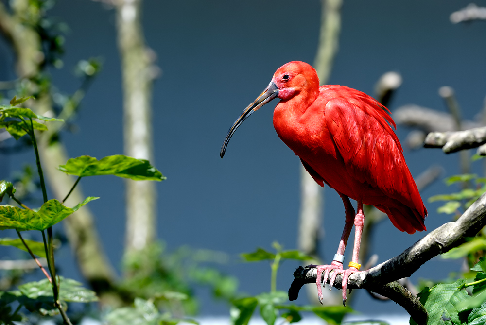 roter Vogel im Zoo