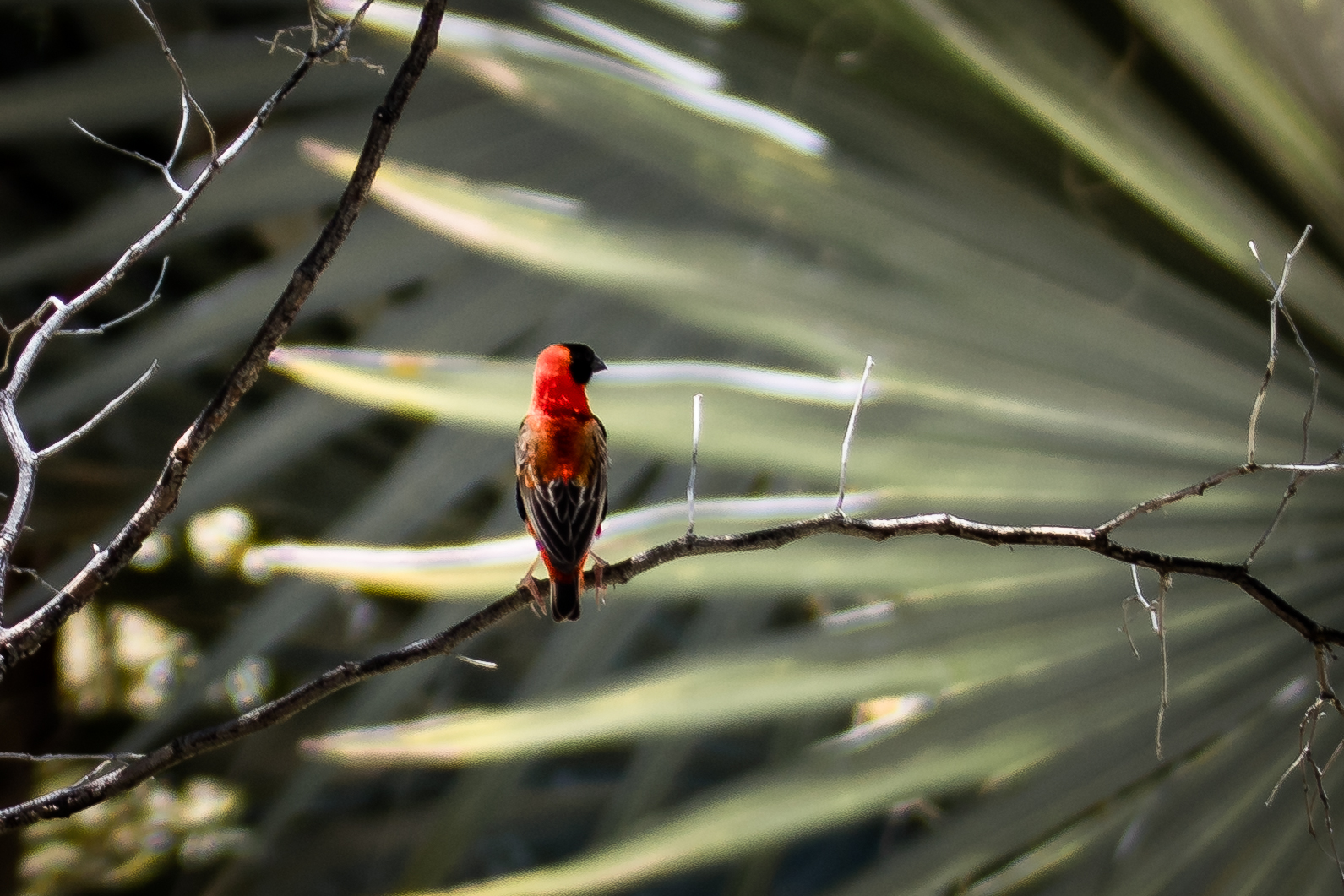Roter Vogel in Afrika