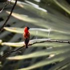 Roter Vogel in Afrika