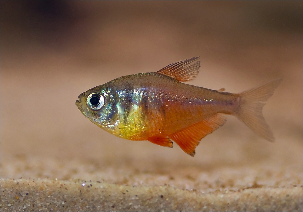 Roter von Rio Foto & Bild tiere, haustiere, aquaristik Bilder auf