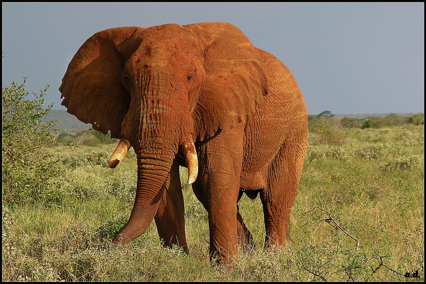 Roter von Tsavo