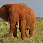 Roter von Tsavo