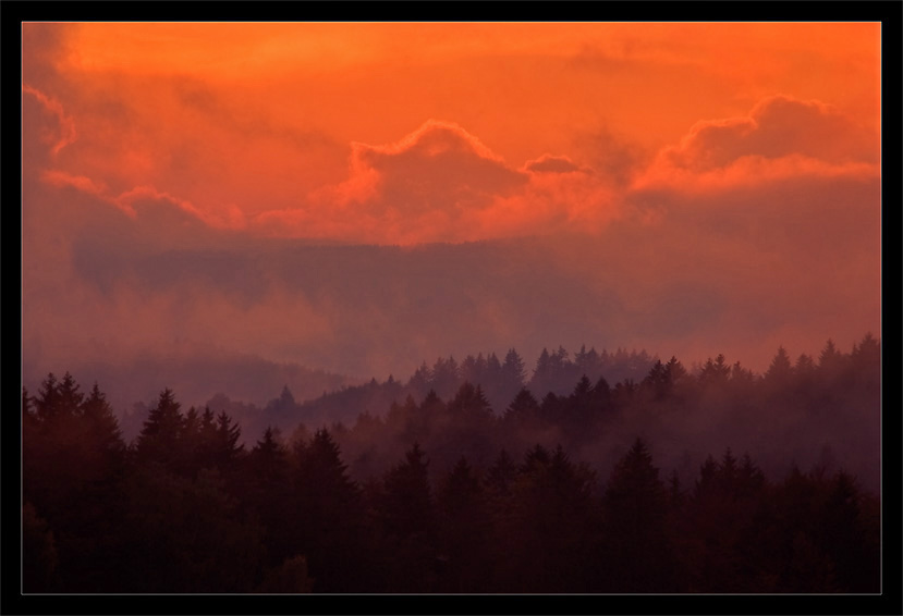 Roter Wald von Marion Hogl