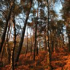 Roter Wald.