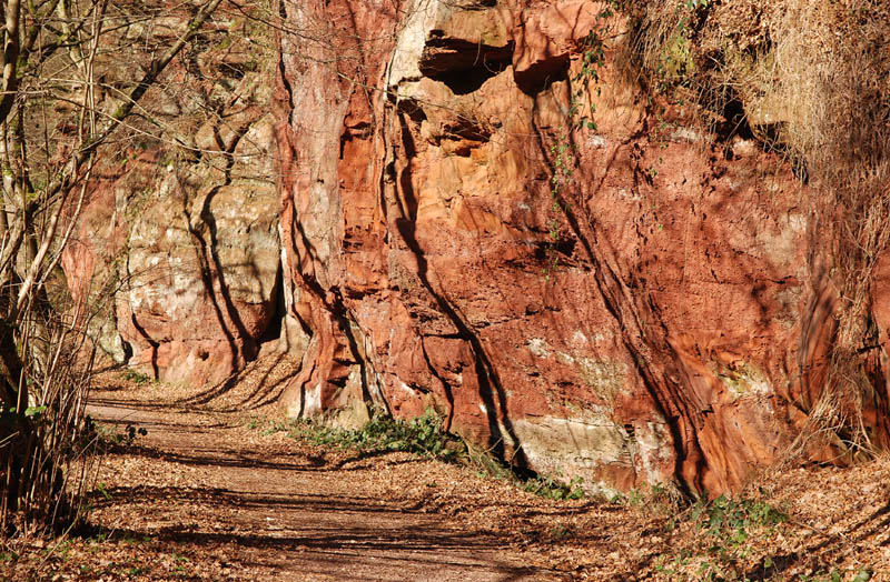 Roter Wald