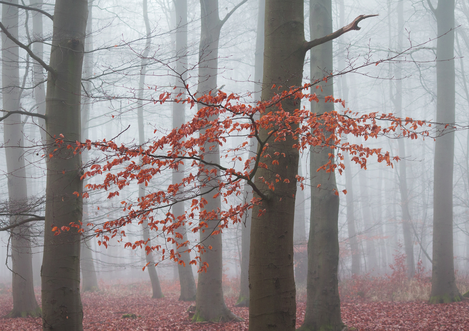 Roter Wald