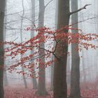 Roter Wald