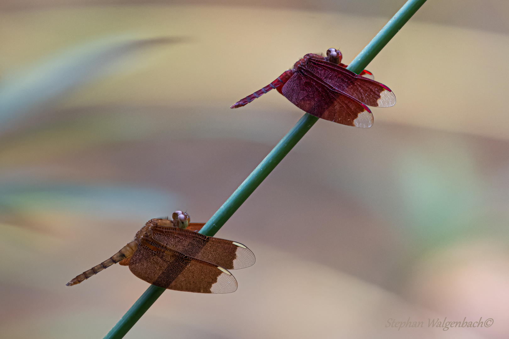 Roter Waldgeist Jung- und Alttiermännchen (Neurothemis fulvia)