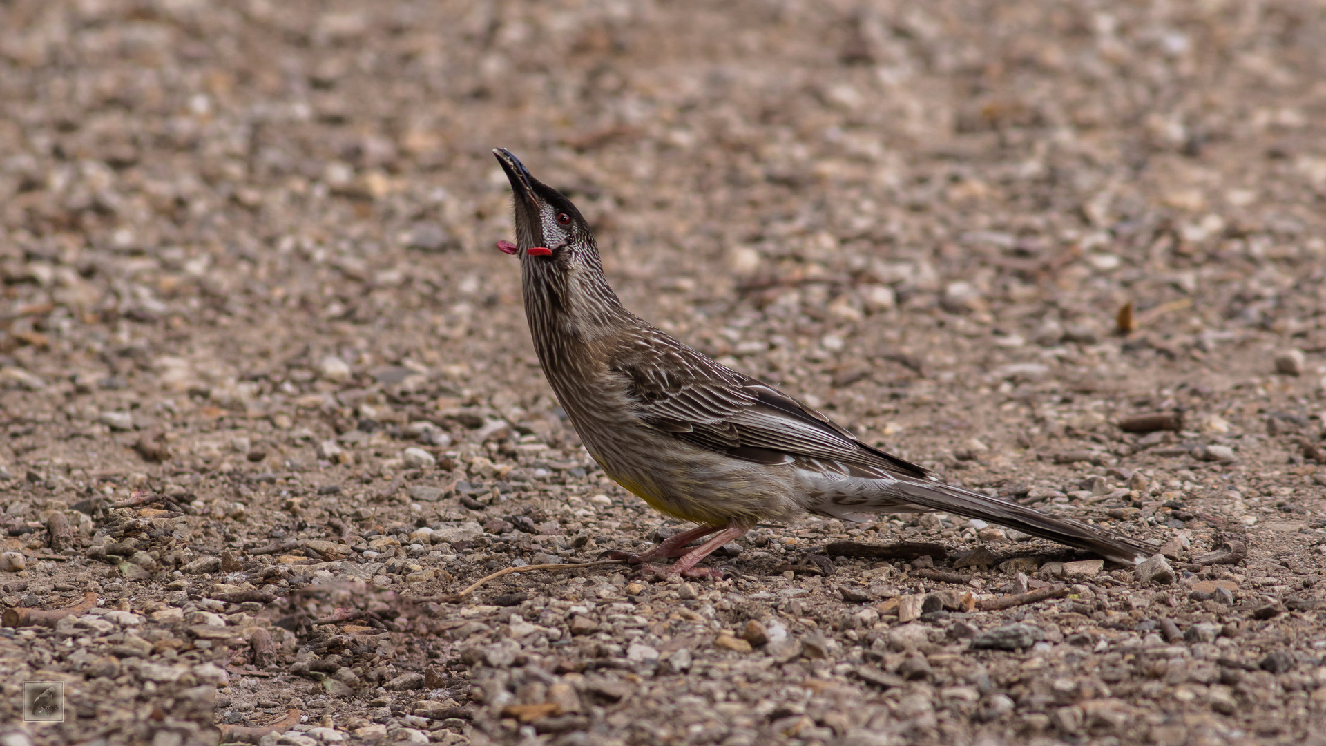 Roter Wattelvogel (Anthochaera carunculata)