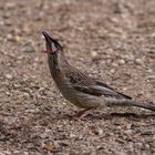 Roter Wattelvogel (Anthochaera carunculata)