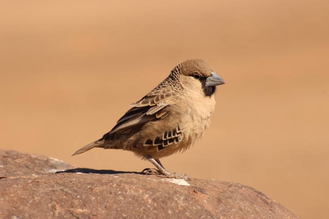 roter webervogel