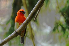 Roter Webervogel