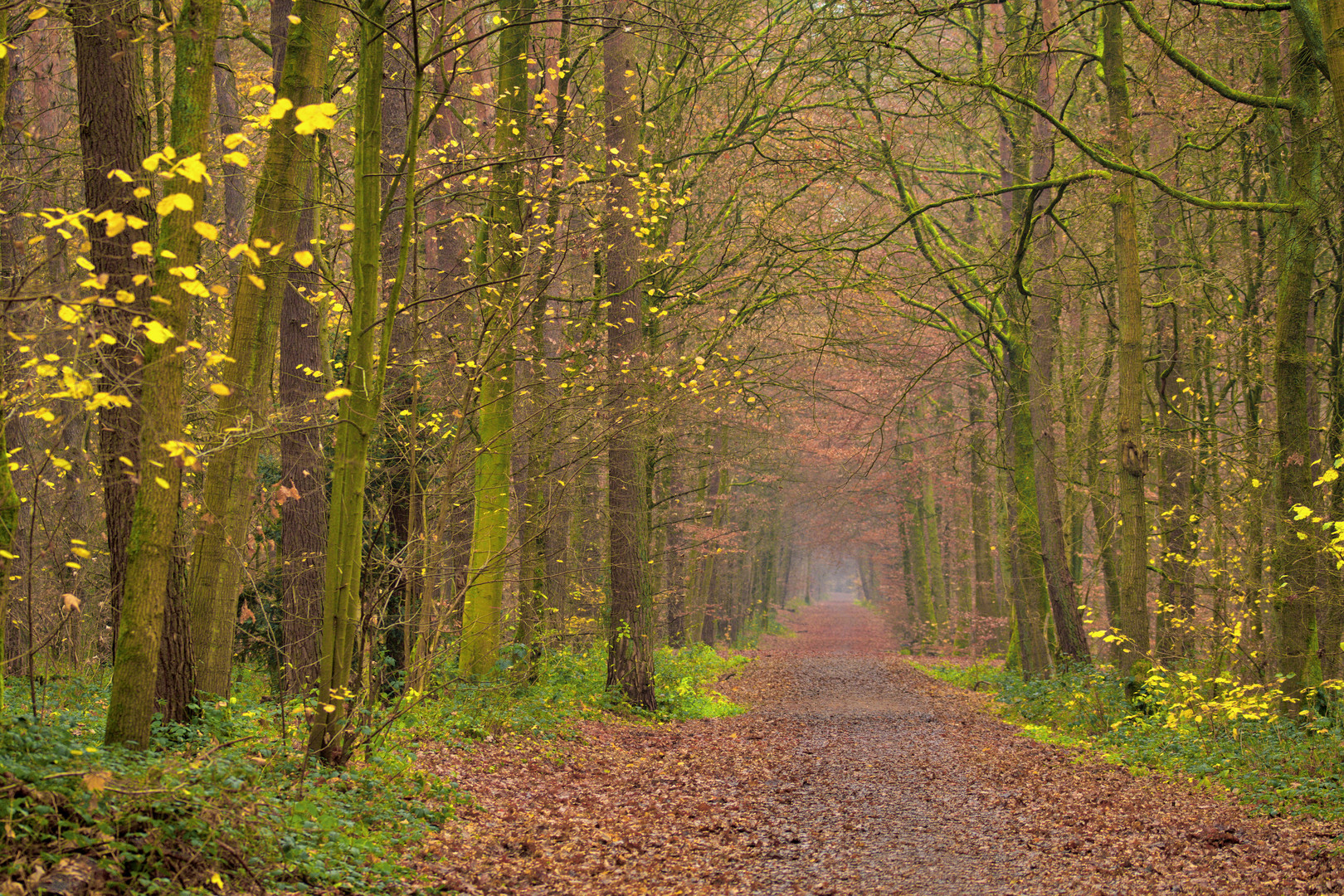 Roter Weg durch dem grünen Wald mit gelben Blätter