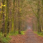 Roter Weg durch dem grünen Wald mit gelben Blätter