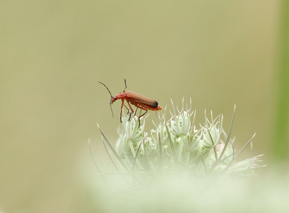 Roter Weichkäfer