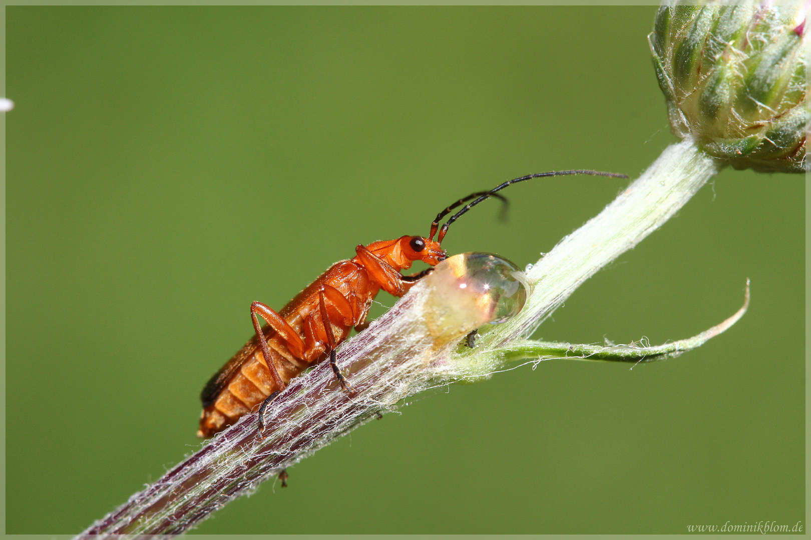 Roter Weichkäfer