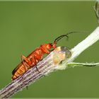 Roter Weichkäfer