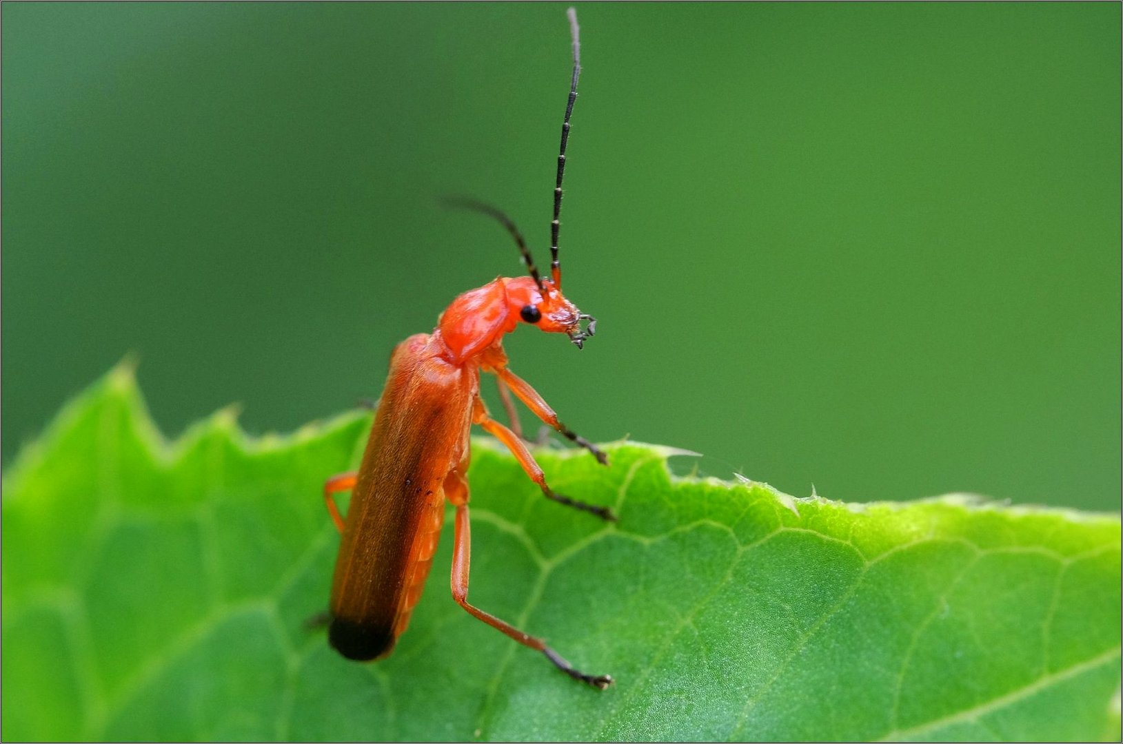 Roter Weichkäfer