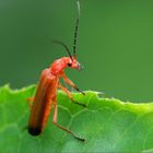 Roter Weichkäfer