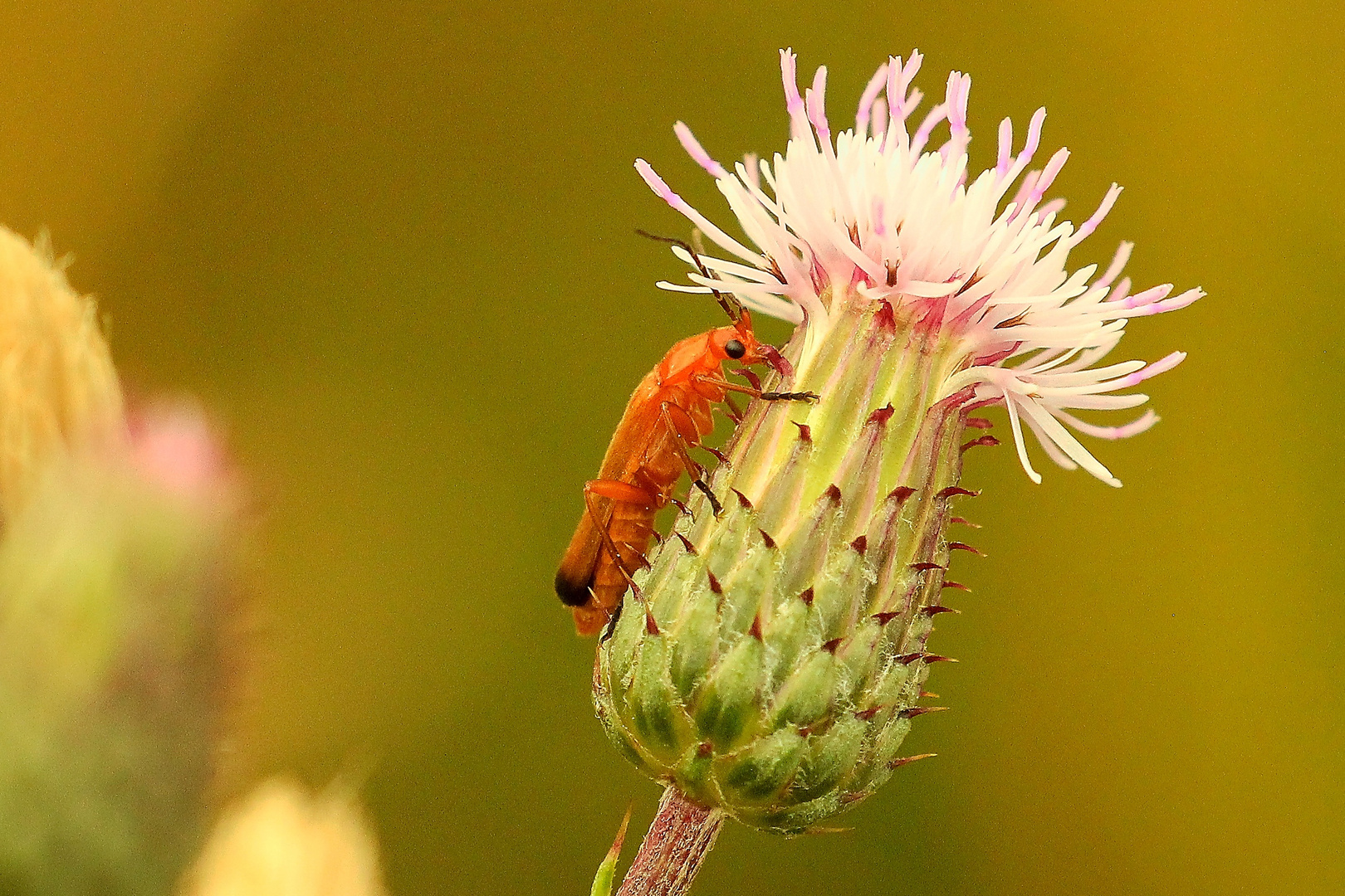 Roter Weichkäfer