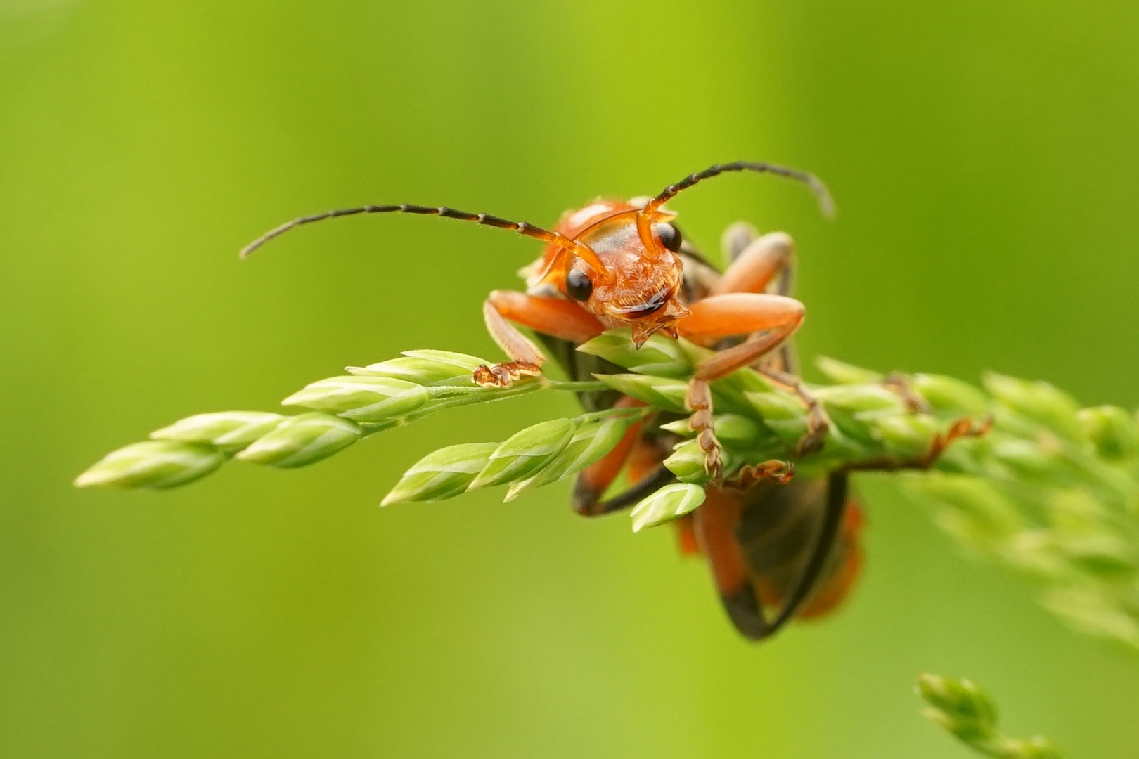 Roter Weichkäfer 1