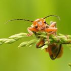 Roter Weichkäfer 1