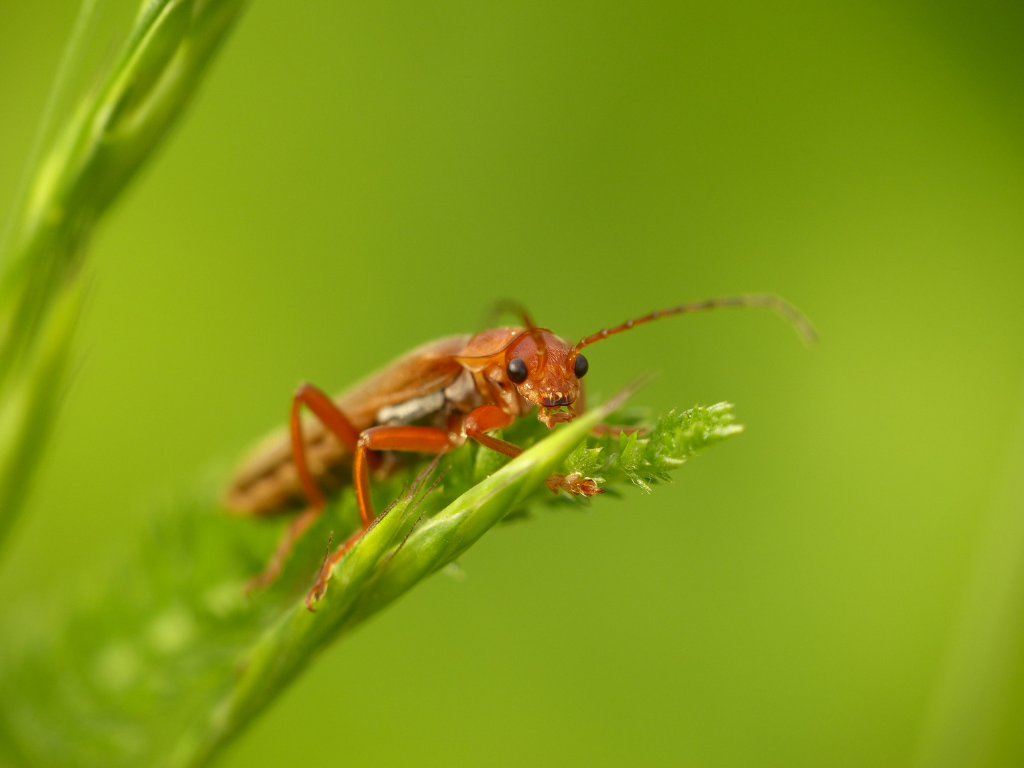 Roter Weichkäfer