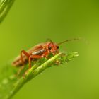 Roter Weichkäfer