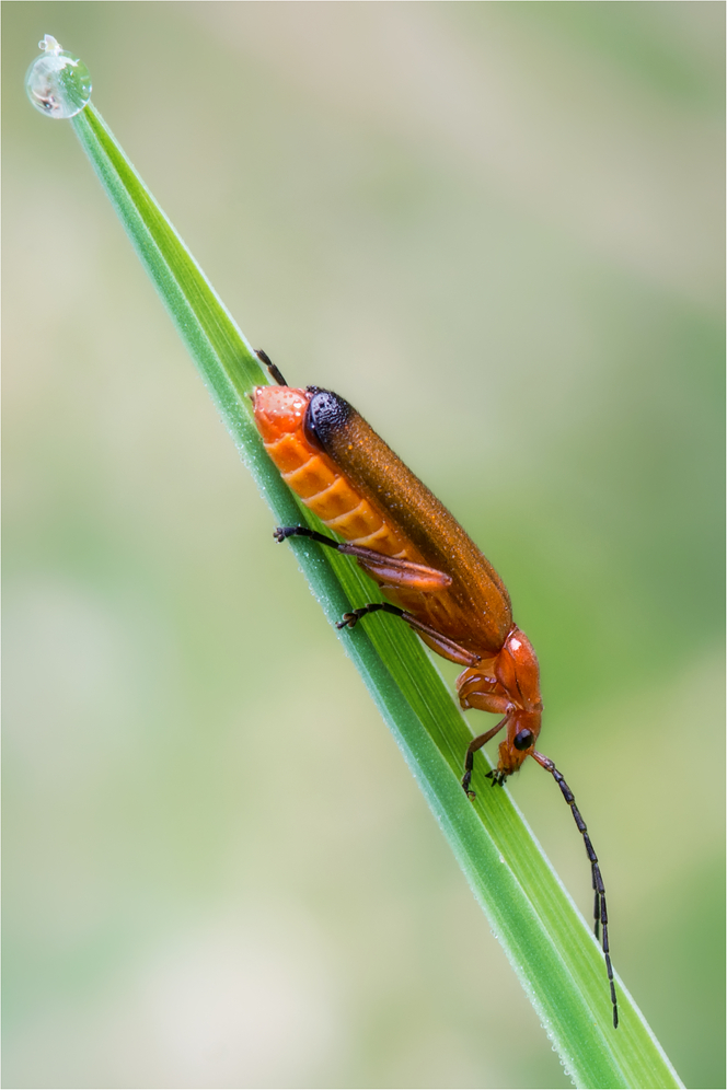 Roter Weichkäfer