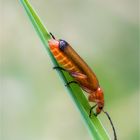 Roter Weichkäfer