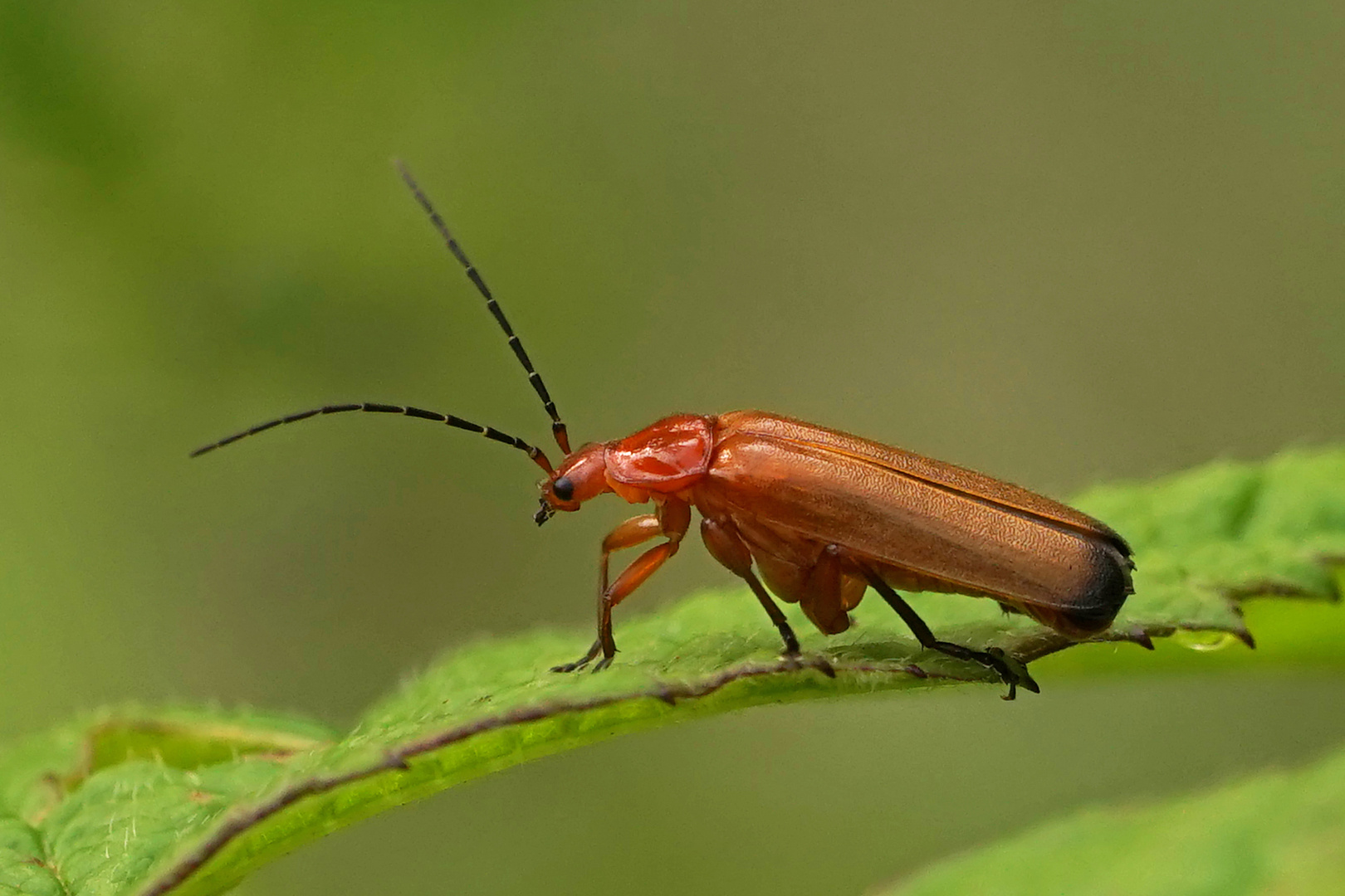 ROTER WEICHKÄFER 