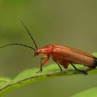 ROTER WEICHKÄFER 