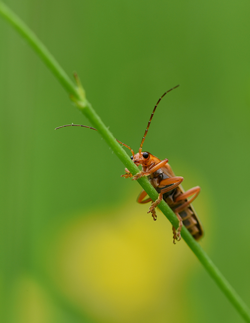 roter Weichkäfer