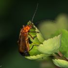 Roter Weichkäfer