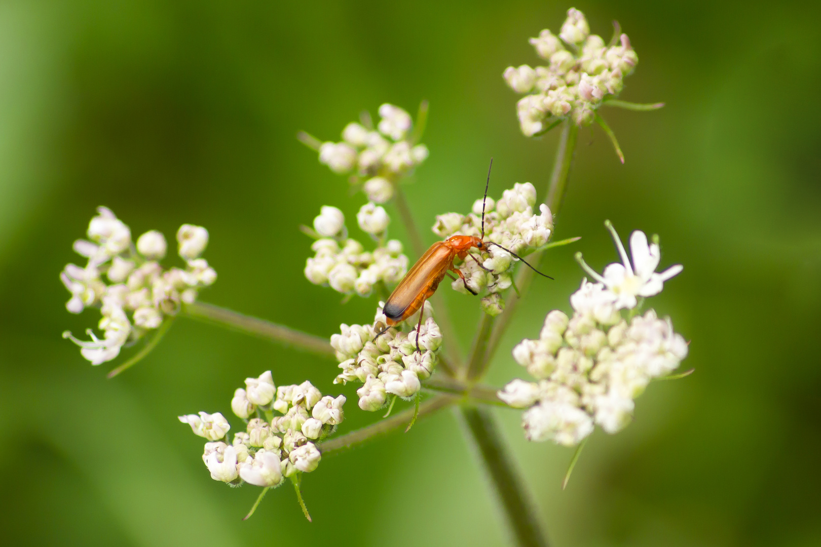 roter Weichkäfer